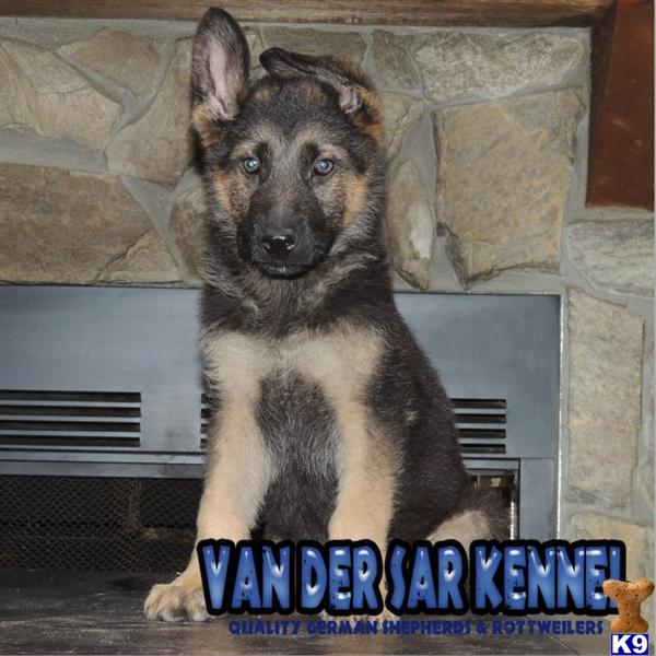 German Shepherd Puppies in FL